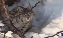 Hakkari'de mahalleye kadar inen vaşak paniğe neden oldu