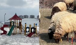 Hakkari’de İlginç Manzara: Aynı Anda Kış ve Bahar