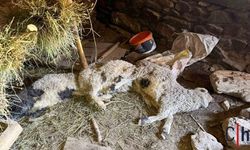 Ahır Çöktü: 50 Kuzu Göçük Altında Kaldı