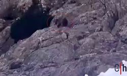 Kış Uykusundan Uyanan Ayı, Karlar İçinde Yiyecek Aradı