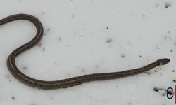 Hakkari'de Kazı Sırasında Yılan Sürprizi: Köylüler Şaşkına Döndü