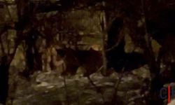 Hakkari’de Aç Ayılar Mahalleye İndi: Güllüreş Baba Türbesi Çevresinde Korku