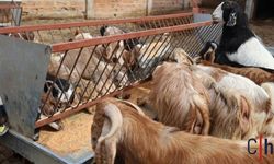 Baharın Gelişiyle Koyun Kırkım Sezonu Başladı