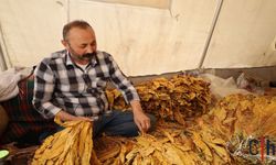 Tütün Kanunu Küçük Üreticiyi Bitirdi: Ürün Var, Satış Yok