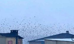 Yüksekova’da Sığırcık Sürprizi: Binalar Kuşlarla Kaplandı