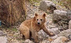Çukurca’da Baharın Habercisi: Aç Kalan İki Ayı Yavrusu Mahalleye İndi