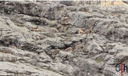 Hakkari’de yaban hayatı göz kamaştırıyor