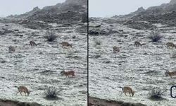Hakkari’de Kar Sonrası Doğa Canlandı: Dağ Keçileri Karayoluna İndi