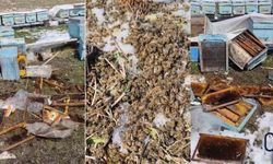 Akçalı’da Ayı Saldırısı: 50 Arılı Kovan Telef Oldu