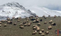 Hakkari'de küçükbaş hayvanlar meralarla buluştu