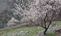 Badem Ağaçları Çiçek Açtı: Dağlar Renk Cümbüşüne Büründü