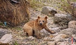 Hakkari’de Ayılar Köy Alanına İndi