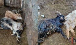 Hakkari’de kurtlar ahıra girdi: 12 keçi telef oldu