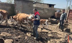 Hayvan Sağlığı İçin Küpeleme ve Aşılama Çalışmaları Sürüyor