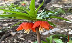 Hakkari’de Ters Laleler Erken Açtı: Baharın Müjdesi Dağlardan Geldi