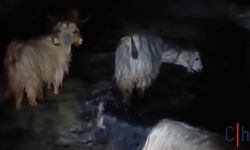 Hakkari'de Sağanak Ahırları Su Bastı: Mahsur Kalan Hayvanlar Kurtarıldı