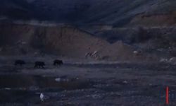 Hakkari'de Yaban Domuzu Sürüsü Kameraya Yansıdı