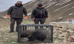 Hakkari'de yaralı bulunan kirpi doğaya kavuştu