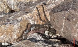 Hakkari'de ilginç manzara: “Yılan Pınarı” görenleri şaşırtıyor