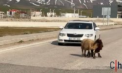 Yüksekova’da Trafiği "Kuzu Sesi" Kesti: Korna Değil Meleşme Yankılandı!