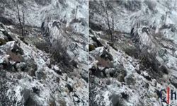 Hakkari’de Yağış Kazaya Neden Oldu: 3 Kişi Yaralandı