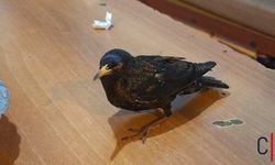 Hakkâri’de Yaralı Sığırcık Hayata Döndürüldü