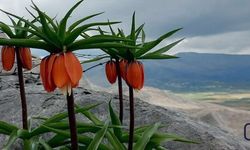 Baharın Müjdecisi: Ters Laleler Doğayı Renklendirdi