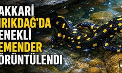 Kırıkdağ Yakınlarında Benekli Semender Görüntülendi