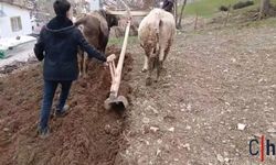 Tarım Zamana Direniyor: Traktörün Giremediği Yerde Karasaban Devrede