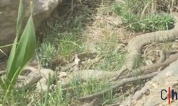 Hakkari'de Doğaseverleri Heyecanlandıran Karşılaşma! Dev Engerek Görüntülendi
