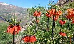 Hakkari’de 2 Bin 700 Rakımlı Zirvede Görsel Şölen: "Ağlayan Gelinler" Hayran Bıraktı!