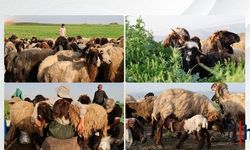 Feraşîn’e zorlu yolculuk: “Yaylalar gerçek, kentler yalan”