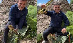 Ersin Korkut Hakkari Dağlarında Yayla Muzu "Rewas" Toplarken Görüntülendi