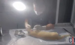 Hakkari’de Yaban Hayvanlarının Saldırdığı Kedi Ameliyat Edildi