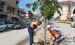 Hakkâri’de Zarar Gören Ağaçların Yerine Yeni Fidanlar Dikiliyor
