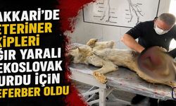 Hakkâri’de Ağır Yaralı Çekoslovak Kurdu Ameliyata Alındı