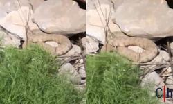 Hakkari dağlarında koca engerek görüntülendi