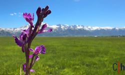 Hakkari'de Aynı Anda Yaz ve Kış Yaşanıyor