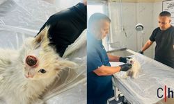 Hakkari’de Gözü Yuvasından Çıkan Kedi Başarılı Operasyonla Hayata Tutundu