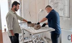 Hakkari’de Hasta ve Bitkin Kedilere Belediye Şefkati