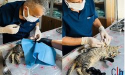 Çukurca’dan getirilen yaralı kedi Hakkari’de yaşama tutundu