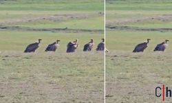 Nadir Görülen Olay: Dev Kızıl Akbaba Sürüsü Mahallede Fotoğraflandı