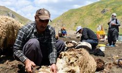 Yayla Mesaisi Başladı: Feraşinli Besiciler Koyunlarını Yaylaya Hazırlıyor