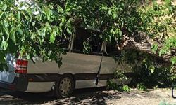 Hakkari'de Ceviz Ağacı Park Halindeki Aracın Üzerine Devrildi