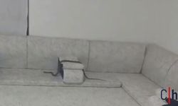 Hakkari'de Eve Giren Yılan Misafir Hazırlığındaki Aileyi Korkuttu