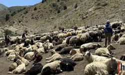 Hakkari Yaylalarında Berivanların Zorlu Süt Sağım Mesaisi Devam Ediyor