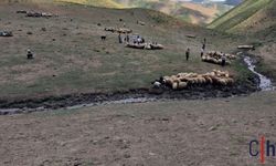 Hakkari'de Küçükbaş Hayvanlara Aşılama ve Kimliklendirme Çalışmaları Sürüyor