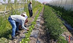 Hakkari'de sera ve bahçelerde hastalık ile zararlı denetimi