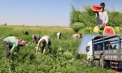 Diyarbakır karpuzunda hasat başladı, üretici artan maliyetlerden dertli