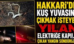 Hakkari’de Direğe Tırmanan Yılan Kısa Devreye Neden Oldu